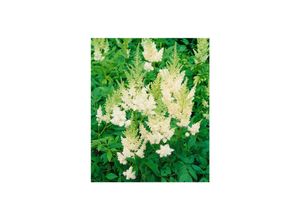 4063654289098 - Astilbe x arendsii Weiße Gloria Prachtspiere weiß ca 9x9 cm Topf 4063654289098 - Astilbe x arendsii Weiße Gloria Prachtspiere weiß ca 9x9 cm Topf