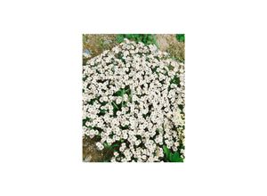 4063654289340 - Aubrieta x cultorum Alba Blaukissen weiß ca 9x9 cm Topf