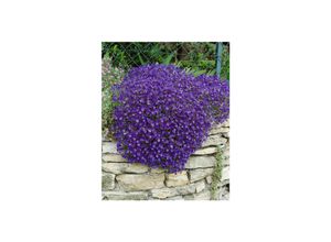 4063654289371 - Aubrieta x cult Cascade Blue Blaukissen blau ca 9x9 cm Topf