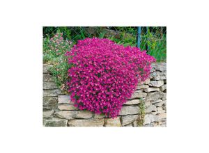 4063654289388 - Aubrieta x cult Cascade Purple Blaukissen lila ca 9x9 cm Topf