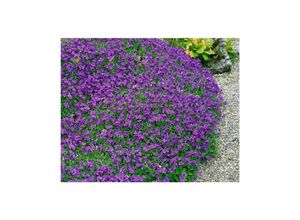 4063654289425 - Aubrieta x cult Hamburger Stadtpark Blaukissen ca 9x9 cm Topf