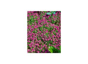 4063654289449 - Aubrieta x cult Rosenteppich Blaukissen rosa ca 9x9 cm Topf