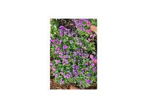 4063654289456 - Aubrieta x cult Rubinfeuer Blaukissen rubinrot ca 9x9 cm Topf