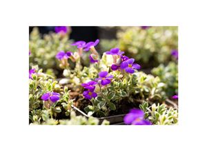 4063654289487 - Aubrieta x cult Silberrand Blaukissen silberner Rand ca 9x9 cm Topf