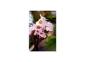 4063654289647 - Bergenia cordifolia Biedermeier Riesensteinbrech rosa ca 11x11 cm Topf