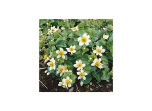 4063654290308 - Caltha leptosepala Sumpfdotterblume weiß ca 9x9 cm Topf