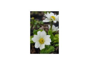 4063654290322 - Caltha palustris varalba Sumpfdotterblume weiß ca 9x9 cm Topf