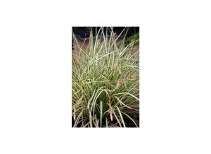 4063654290858 - Carex acutiformis Sumpf-Segge ca 9x9 cm Topf