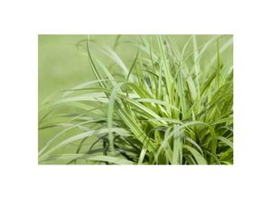 4063654290872 - Carex caryophyllea The Beatles Segge ca 9x9 cm Topf 4063654290872 - Carex caryophyllea The Beatles Segge ca 9x9 cm Topf