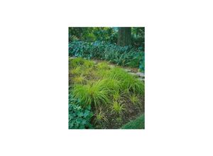 4063654291060 - Carex montana Berg-Segge ca 9x9 cm Topf