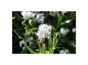 4063654291404 - Centaurea montana Alba Berg-Flockenblume weiß ca 9x9 cm Topf