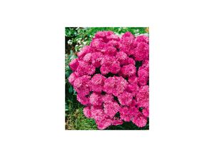 4063654291855 - Chrysanthemum x hortManito Chrysantheme ca 9x9 cm Topf 4063654291855 - Chrysanthemum x hortManito Chrysantheme ca 9x9 cm Topf