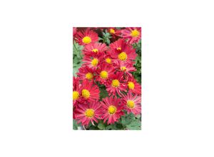 4063654291916 - Chrysanthemum zawadDuchess of Edinburgh weiß ca 9x9 cm Topf