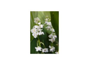 4063654292173 - Convallaria majalis Pleniflora Maiglöckchen gefüllt ca 9x9 cm Topf 4063654292173 - Convallaria majalis Pleniflora Maiglöckchen gefüllt ca 9x9 cm Topf