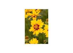 4063654292258 - Coreopsis lanceolata Sterntaler Mädchenauge gelb ca 9x9 cm Topf