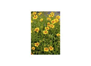 4063654292265 - Coreopsis lanceolata Walter Mädchenauge gelb ca 9x9 cm Topf