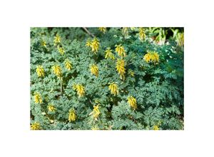 4063654292470 - Corydalis nobilis Gelber Lerchensporn ca 9x9 cm Topf