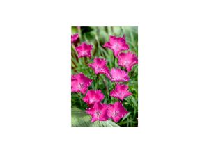 4063654293576 - Dianthus superbus Pracht-Nelke rosa Blüten ca 9x9 cm Topf 4063654293576 - Dianthus superbus Pracht-Nelke rosa Blüten ca 9x9 cm Topf