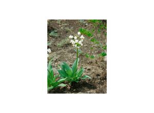 4063654293835 - Dodecatheon meadia Alba Shooting Star weiß ca 9x9 cm Topf