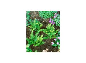 4063654293958 - Dryopteris affinis Crispa Congesta Farn ca 9x9 cm Topf