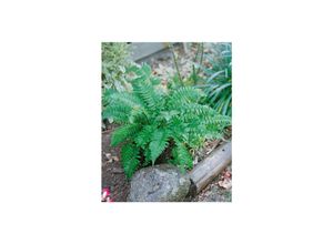 4063654293972 - Dryopteris atrata Farn ca 9x9 cm Topf