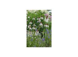4063654294061 - Echinacea pallida Hula Dancer blassrosa ca 9x9 cm Topf