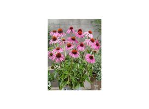 4063654294221 - Echinacea purpurea Leuchtstern Sonnenhut leuchtend rosa ca 9x9 cm Topf