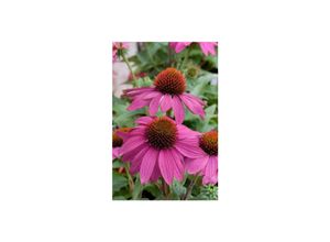 4063654294306 - Echinacea purpurea PowWow Wild Berry Purpursonnenhut ca 9x9 cm Topf 4063654294306 - Echinacea purpurea PowWow Wild Berry Purpursonnenhut ca 9x9 cm Topf