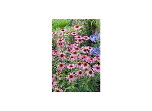 4063654294320 - Echinacea purpurea Rubinstern Sonnenhut rubinrot ca 9x9 cm Topf 4063654294320 - Echinacea purpurea Rubinstern Sonnenhut rubinrot ca 9x9 cm Topf