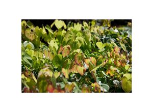 4063654294610 - Epimedium x cultAmber Queen Elfenblume bernsteinfarben ca 9x9 cm Topf