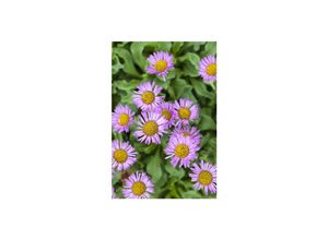 4063654294917 - Erigeron speciosus Rosa Juwel Feinstrahl rosa ca 9x9 cm Topf 4063654294917 - Erigeron speciosus Rosa Juwel Feinstrahl rosa ca 9x9 cm Topf