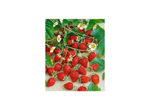 4063654295853 - Fragaria vesca var semperfl Alexandria Walderdbeere ca 9x9 cm Topf