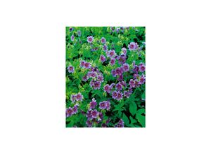 4063654296492 - Geranium himalayense Himalaya-Storchschnabel blauviolett ca 9x9 cm Topf