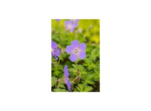 4063654296508 - Geranium himalayense Baby Blue Storchschnabel hellblau ca 9x9 cm Topf