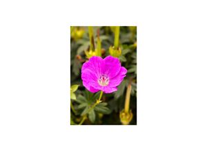 4063654296898 - Geranium sanguineum Shooting Star Storchschnabel rosa ca 9x9 cm Topf 4063654296898 - Geranium sanguineum Shooting Star Storchschnabel rosa ca 9x9 cm Topf