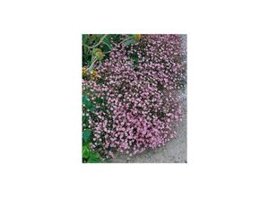 4063654297529 - Gypsophila repens Rosa Schönheit Teppichschleierkraut rosa ca 9x9 cm Topf