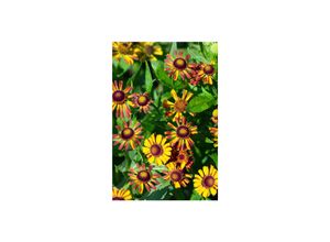 4063654297734 - Helenium x cultLoysder Wieck Sonnenbraut orange-rot ca 9x9 cm Topf