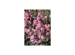 4063654297901 - Helianthemum x cult Cerise Queen Sonnenröschen rosa ca 9x9 cm Topf 4063654297901 - Helianthemum x cult Cerise Queen Sonnenröschen rosa ca 9x9 cm Topf