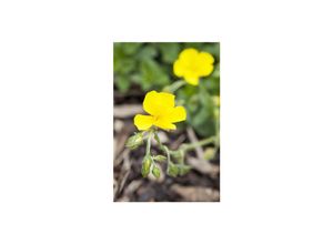 4063654298014 - Helianthemum x cult Sterntaler Sonnenröschen gelb ca 9x9 cm Topf