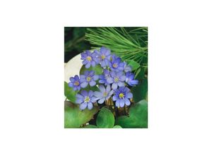 4063654299189 - Hepatica nobilis Leberblümchen ca 9x9 cm Topf blau blühend 4063654299189 - Hepatica nobilis Leberblümchen ca 9x9 cm Topf blau blühend