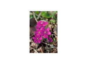4063654299219 - Hepatica nobilis frubra Leberblümchen rot ca 9x9 cm Topf 4063654299219 - Hepatica nobilis frubra Leberblümchen rot ca 9x9 cm Topf