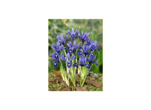 4063654301097 - Iris reticulata Harmony Zwerg-Iris blau ca 9x9 cm Topf 4063654301097 - Iris reticulata Harmony Zwerg-Iris blau ca 9x9 cm Topf