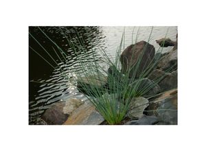 4063654302018 - Juncus inflexus Blaugrüner Binse ca 9x9 cm Topf