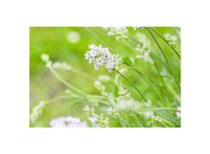 4063654302445 - Lavandula angustifolia Hidcote White Lavendel weiß ca 9x9 cm Topf