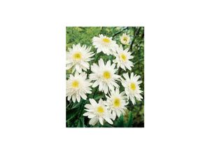 4063654302766 - Leucanthemum x superbum Christine Hagemann Margerite weiß ca 9x9 cm Topf