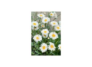 4063654302797 - Leucanthemum x superbum Snehurka Margerite weiß ca 9x9 cm Topf 4063654302797 - Leucanthemum x superbum Snehurka Margerite weiß ca 9x9 cm Topf