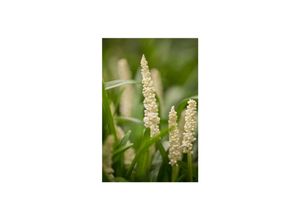 4063654303206 - Liriope muscari Monroe White Lilientraube weiß ca 9x9 cm Topf