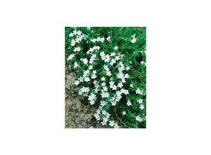 4063654303244 - Lithodora diffusa Alba weiß ca 9x9 cm Topf