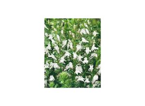 4063654303299 - Lobelia siphilitica Alba weiße Lobelie ca 9x9 cm Topf