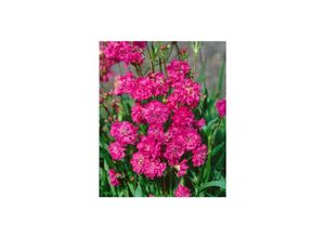 4063654303626 - Lychnis viscaria Plena Kuckuckslichtnelke gefüllt ca 9x9 cm Topf 4063654303626 - Lychnis viscaria Plena Kuckuckslichtnelke gefüllt ca 9x9 cm Topf